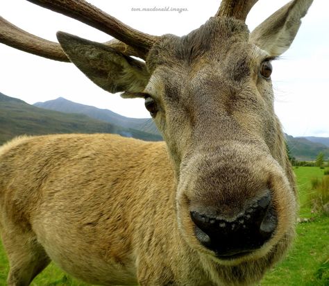 Selfie by a Red Deer stag. Red Deer Stag, Red Stag, Stag Head, Deer Stags, Red Deer, Silly Animals, Marauders Era, James Potter, Goats