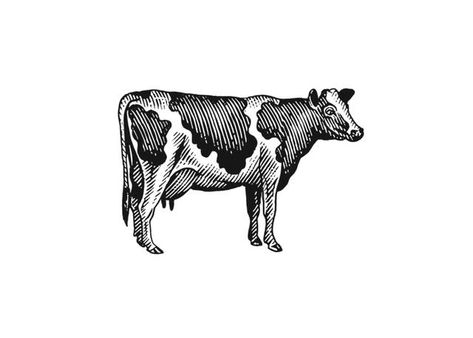 Steven Noble Illustrations: Milk Cow Woodcut Arte Cowboy, Steven Noble, Cow Logo, Cow Tattoo, Cow Illustration, Cow Drawing, Retro Tattoos, Farm Logo, Milk Cow