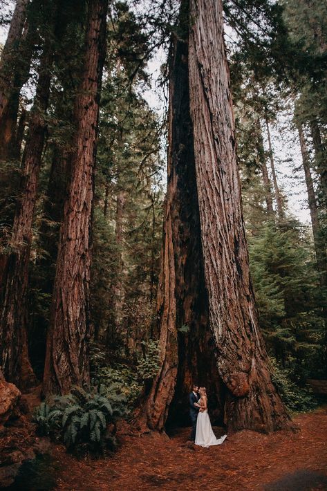 Check out this amazing Redwoods National Park Elopement! Considering an Elopement? Rad Red Creative specializes in National Park Elopements. #elopement #destinationwedding #nationalpark #nationalparkelopement #elopementphotographer #elopementphotos #weddingphotographer Redwoods National Park, Redwood Forest Wedding, Were Engaged, Redwood Wedding, Forest Theme Wedding, Redwood National Park, Yosemite Wedding, Bay Photo, Time Of Our Lives