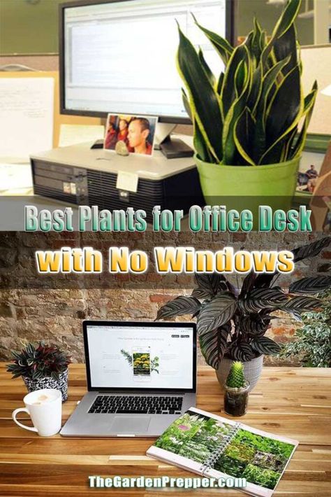 Brighten Office With No Windows, Small Office No Windows, Windowless Office Ideas, Best Plants For Office, Plants For Office Desk, Office Without Windows, Office With No Windows, Plants For Office, Indoor Office Plants