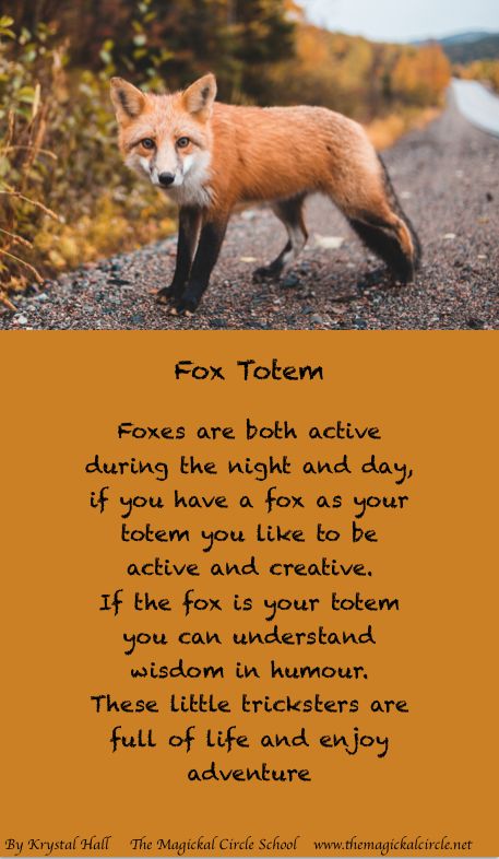 Witchy Practices, Spirit Animal Fox, Fox Spirit Animal, Fox Facts, Spirit Animal Meaning, Fox Totem, Animal Meanings, Pet Spaces, Vision Quest