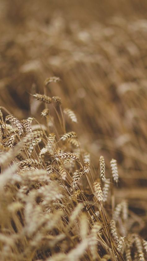 Nature phone wallpaper background, field of barley in the summer. Visit Kaboompics for more free images. | premium image by rawpixel.com Nature Phone Wallpaper, Rustic Wallpaper, Rustic Background, Nature Images, Download Free Images, Aesthetic Backgrounds, Wallpaper Aesthetic, Barley, Mobile Wallpaper