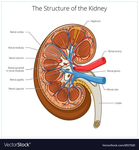 Kidney Symptoms, Medical Vector, Human Kidney, Illustration Science, Basic Anatomy And Physiology, Study Flashcards, Medical School Studying, Cold Symptoms, Medical School Essentials