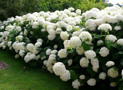 Doublefile Viburnum, Summer Snowflake, Hydrangea Arborescens Annabelle, Annabelle Hydrangea, Modern Gardens, Smooth Hydrangea, Hydrangea Arborescens, English Gardens, Garden Shrubs