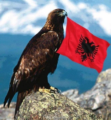 Albanian Eagle Albanian Flag Wallpaper, 28 Nentori Art, 28 November Albania Drawing, Valbona Albania, 28 Nentori Ideas, Albania Wallpaper, Korce Albania, Kruje Albania, Albania Food