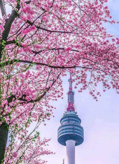 Seoul In Spring, Level 7, Spring Wallpaper, Wallpaper Ideas, Background Wallpaper, Cherry Blossoms, Bangkok, Places To See, Seoul