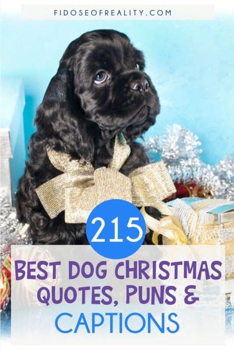 Dog Christmas Quotes, Christmas Dog Quotes, Buddhism Beliefs, Spa Quotes, Ig Quotes, Dog Puns, Dog Spa, Dog Quotes Funny, Dog List