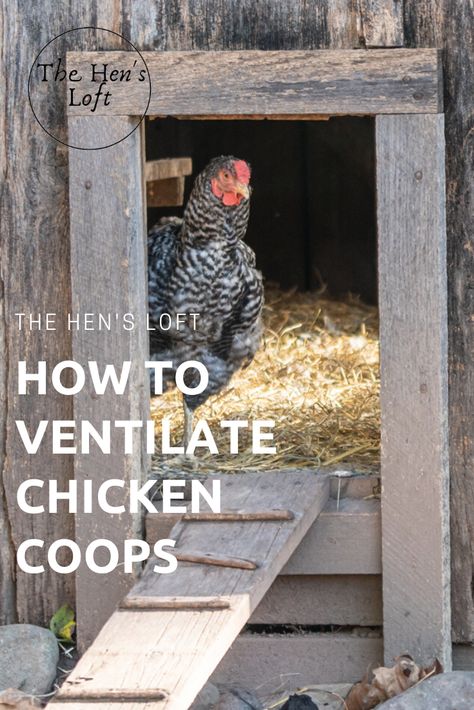 Chicken Coop Bedding, Inside Chicken Coop, Cute Chicken Coops, Chicken Poop, Chicken Coop Run, Backyard Chicken Farming, Best Chicken Coop, Chicken Health, Coops Diy