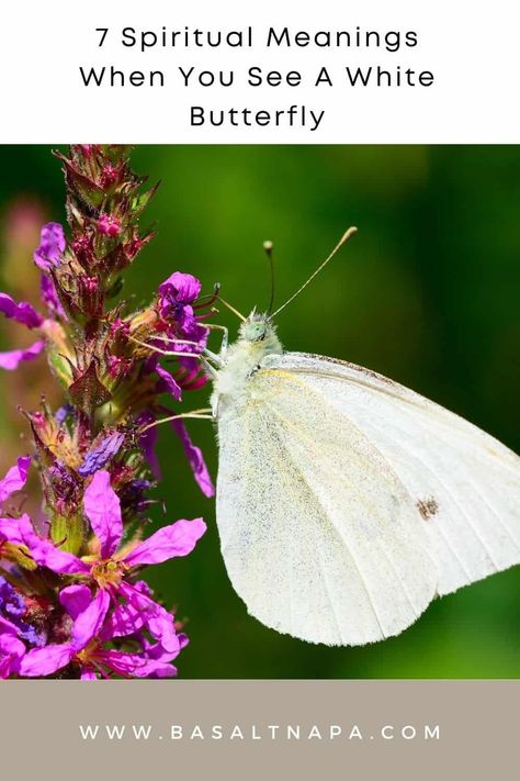 7 Spiritual Meanings When You See A White Butterfly White Moth Spiritual Meaning, Seeing White Butterflies Meaning, White Butterflies Meaning, White Butterfly Spiritual Meaning, White Moth Meaning, Butterfly Symbolism Meaning, White Butterfly Meaning, Butterfly Meaning Spiritual, Monarch Butterfly Meaning