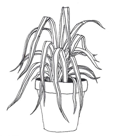 Black And White Line Art, Flower Drawing Tutorials, White Line Art, Spider Plant, Nature Sketch, Unique Coloring Pages, Plant Drawing, Spider Plants, White Line