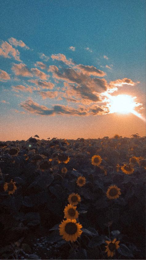 Elliecore Aesthetic, Riley + Core + Aesthetic, Sam + Core + Aesthetic, Sunflower Aesthetic, Sunflower Sunset, Summer Sunflower, Sunflower Photo, Sunflower Wallpaper, Images Esthétiques