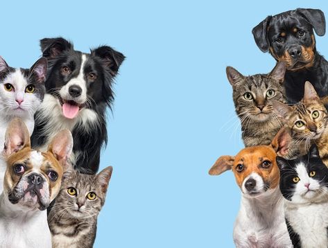 Large group of cats and dogs looking at ... | Premium Photo #Freepik #photo #bulldog #dog-head #french-bulldog #australian-shepherd Group Of Cats, Group Of Dogs, Pet Clinic, Cutest Animals, Dog Bath, Dog Images, Cat Names, Cat Aesthetic, Cane Corso