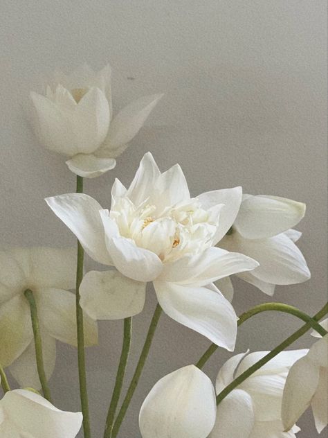 White Lotus Flower Aesthetic, White Lotus Aesthetic, Lotus Flower Aesthetic, Aesthetic Lotus, Lotus Aesthetic, White Lotus Flower, Flower Guide, Nothing But Flowers, White Lotus