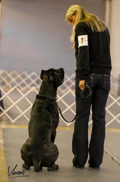 Service Dog Photoshoot, Animal Trainer Aesthetic, Dog Training Outfit, Cane Corso Training, Dog Owner Aesthetic, Dog Trainer Aesthetic, Dog Training Aesthetic, King Corso Dog, Protection Dogs