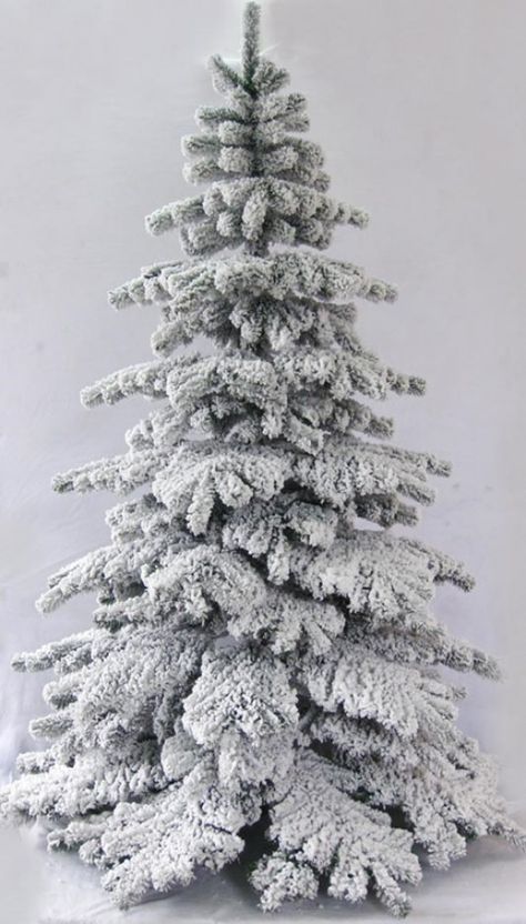 Nordmann fir christmas tree