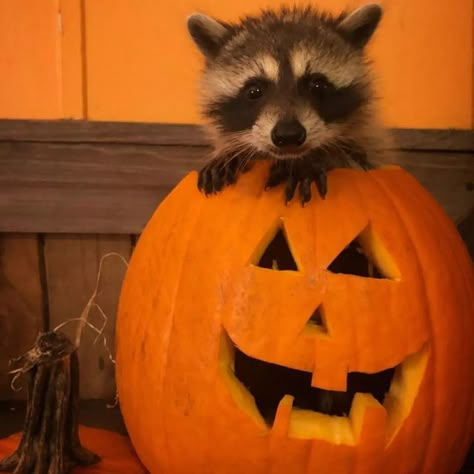 Halloween Raccoon Pfp, Halloween Raccoon, Raccoon Halloween, Cute Raccoons, Maur Maur, Trash Pandas, Pet Raccoon, Cute Raccoon, Raccoon Funny