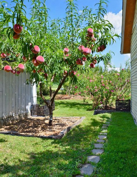 Ditch the store-bought peaches. Implement these 10 techniques for a thriving peach grove. Home Orchard, Peach Garden, Herbs Plants, Earth Drawings, Homestead Life, Peach Tree, Peach Fruit, Fast Growing Trees, Sandy Soil