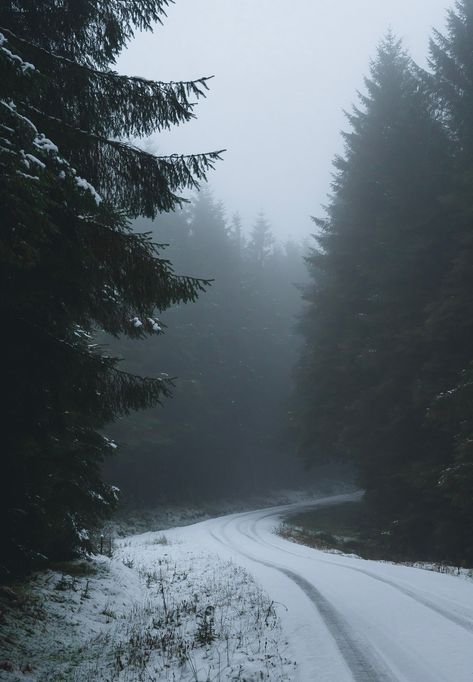 Moody Forest In Snow Perfect For Posters And Canvas Frozen Forest Aesthetic, Nordic Noir Aesthetic, Alaskan Photography, Snowy Forest Background, Winter Forest Aesthetic, Snow In Forest, Moody Scenery, Tree In Winter, Moody Forest