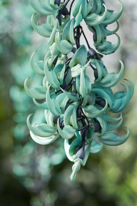 https://flic.kr/p/kFbv26 | Jade Vine Jade Vine, Strange Flowers, Colorful Plants, Rare Flowers, Floral Display, Exotic Flowers, Types Of Flowers, Beautiful Blooms, Garden Seeds