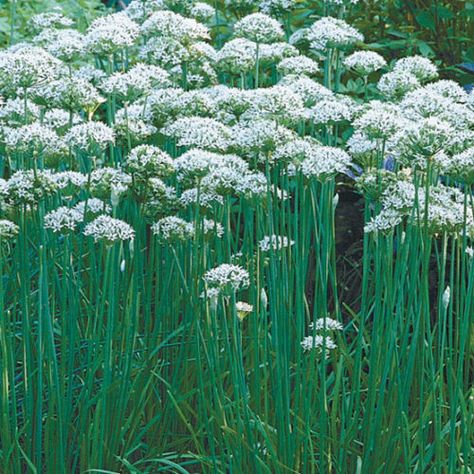 Flowers For Arrangements, Chive Seeds, Chinese Chives, Herb Garden Planter, Garlic Seeds, Herb Garden In Kitchen, Garlic Chives, Sacred Plant, Perennial Herbs