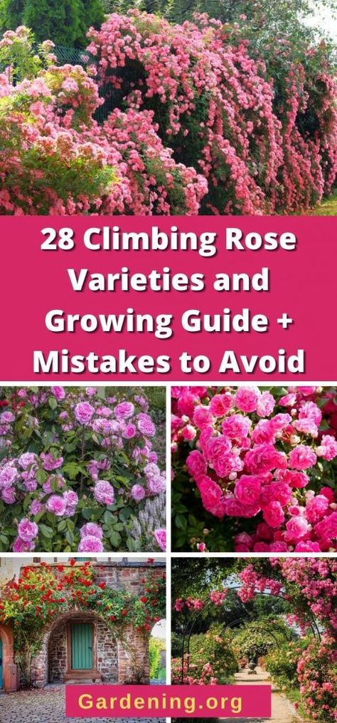 Thornless Climbing Roses, Pruning Climbing Roses, New Dawn Climbing Rose, Climbing Roses Trellis, Red Climbing Roses, Rose Plant Care, Rose Garden Design, Plants Care, Aesthetic Plants