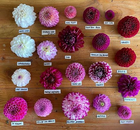 Projects Aesthetic, Purple Dahlias, Dahlia Flower Garden, Dahlia Wedding Bouquets, Dahlia Varieties, Dahlia Purple, Houseplant Collection, Dahlias Wedding, Flower Farming