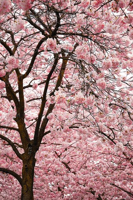 I don't know where I will put cherry trees in my place but I'll find some place for it.  I have a couple of favorite plants and these are on the list. Cherry Blossom Festival, Belle Nature, Cherry Blossom Tree, Blossom Trees, Cherry Tree, Flowering Trees, Beautiful Tree, Love Flowers, Nature Beauty