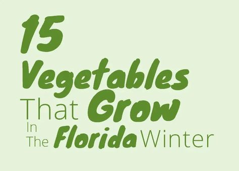 Best Vegetables To Grow During The Florida Winter Best Vegetables To Grow, Winter In Florida, Florida Winter, Winter Garden Florida, Best Vegetables, Winter Vegetables Gardening, Vegetables To Grow, Northern Florida, Florida Plants