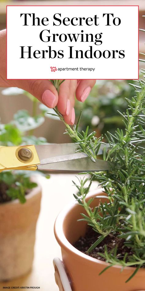 How to Grow Herbs Indoors | Apartment Therapy Grow Herbs Indoors, Cooking With Herbs, How To Grow Herbs, Growing Herbs Indoors, Grow Herbs, Herb Garden In Kitchen, Diy Herb Garden, Kitchen Herbs, Meteor Garden 2018