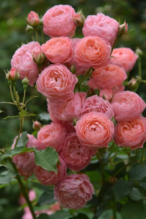 Japanese Rose, Rose Gardens, Flowers Pretty, Flower Guide, Rose Vase, David Austin Roses, Beauty Of Flowers, Flowers Ideas, Rose Bush