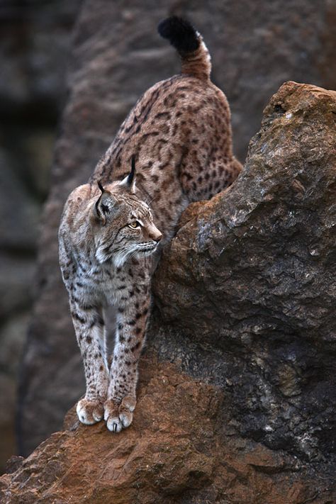 Climbing Linx - Spain hosts the largest wildlife park of Europe: Cabarceno. When not sleeping, the couple of Lynxes living in the park often show their great climbing skills. Linx Cat, Big Cat Species, Eurasian Lynx, Small Wild Cats, Cantabria Spain, Exotic Cats, Wild Creatures, Cheetahs, Cat Aesthetic