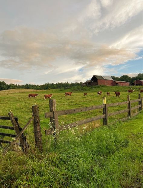 cows field pretty flowers Dream Barn, Farmhouse Garden, Cow Painting, Cute Cows, Reference Images, Flower Field, Pretty Flowers, Short Film, Dream Life