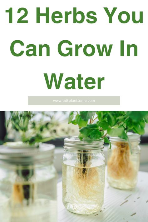 12 Herbs You Can Grow In Water – | Talk Plant To Me | Growing Basil In Water, Herbs That Grow In Water, Growing Herbs In Water Indoors, Growing Herbs In Water, Herbs In Water, Herbalist Garden, Hydroponic Herb Garden, Sustainable Homestead, Growing Herbs Indoors