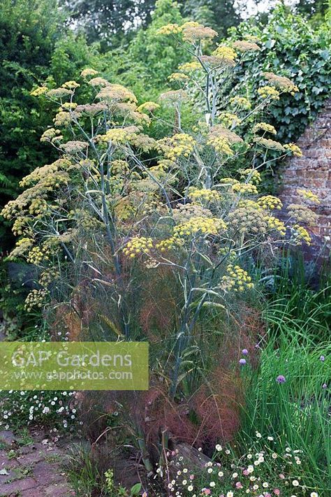 Bronze Fennel Gardens, Bronze Fennel Plant, Fennel Garden, Fennel Plant, Fennel Flower, Bronze Fennel, Small Urban Garden, Foeniculum Vulgare, Garden Catalogs