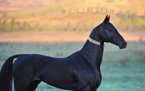 Leo Xander on Twitter: "This horse is so yassified…… " Akhal-teke, Ahal Teke, Unique Horses, حصان عربي, Rare Horse Breeds, Akhal Teke Horses, Rare Horses, Akhal Teke, Black Horses