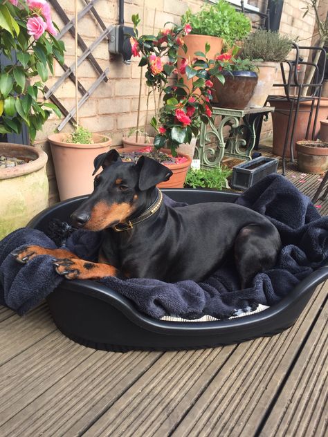 German Pinscher, Manchester Terrier, Nap Time, Doberman, Chester, I Love Dogs, Black And Tan, Dog Breeds, Equestrian