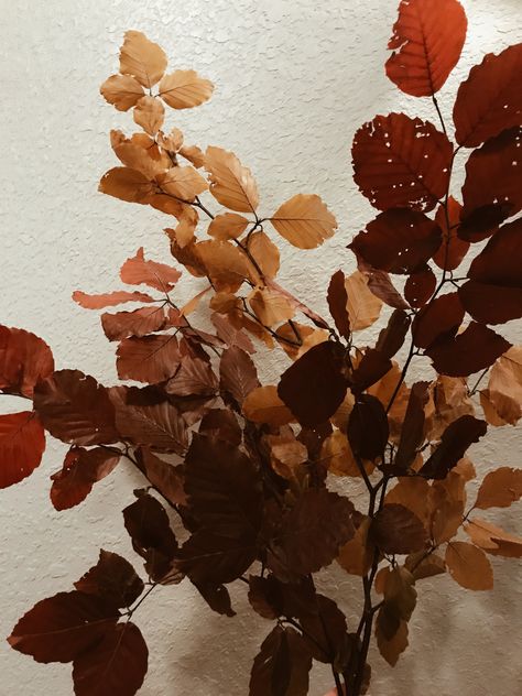 Fall greenery, copper leaves, fall wedding Copper Beach Foliage, Copper Beech Foliage, Copper Beach, Fall Greenery, Copper Beech, Leaves Fall, Fall Favorites, Autumn Leaves, Fall Wedding