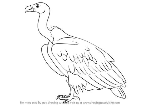 Learn How to Draw a White-rumped vulture (Other Animals) Step by Step : Drawing Tutorials Vulture Drawing, Animals Step By Step, Learn Drawing, Step Drawing, Body Drawing, Learn How To Draw, Drawing Tutorials, How To Draw Hair, Step By Step Drawing