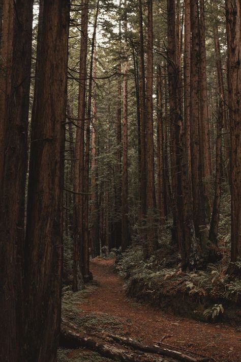 Sierra Core, Deadly Plants, Green Academia, Dark Forest Aesthetic, Jungle Forest, Forest Core, Chaotic Academia, Redwood Forest, Carmel By The Sea