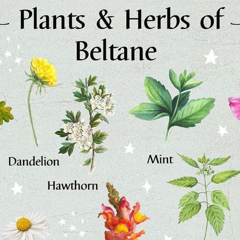 Alice Kendall Singh on Instagram: "Beltane & Samhain plants and herbs.  Plants and herbs play an important role in the beliefs and practices of the Sabbats, so this is a post for anyone who loves nature, plants and herbs or perhaps considers themselves a Green Witch! 🌿💚🌱 Swipe through for plants and herbs of Samhain if you’re in the Southern Hemisphere… 🌻  Content and graphic design @alicethestarseedwitch  #beltaneplantsandherbs #beltaneflowers #beltaneplants #beltaneblessings  #thesabbats #samhainplants #plantsofsamhain #samhainplantsandherbs #daisies #sunflowers #mugwort #belladonna #beltanecorrespondences #beltane #samhain #samhainblessings" The Sabbats, Herbs Plants, Magickal Herbs, Green Witchcraft, Beltane, Nature Plants, Green Witch, Planting Herbs, Samhain