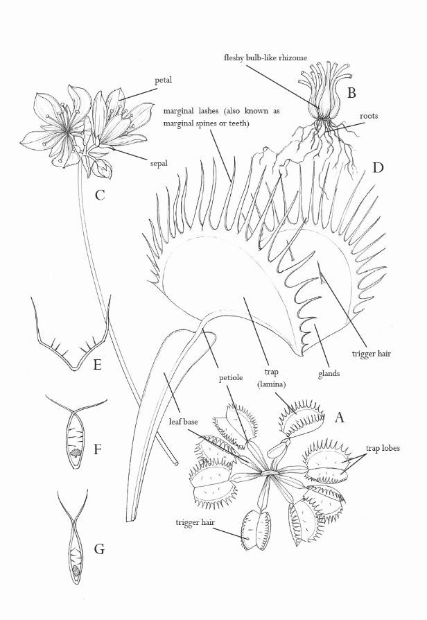 diagram of the parts of a flower and its major functions in plant life, as well as their names