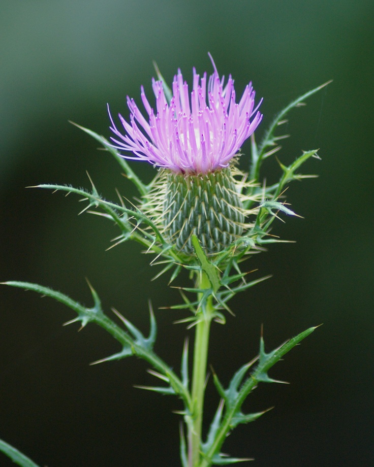 Thistle © Simple Shutterbug Thistle Leaves, Scottish Thistle Tattoo, Thistle Tattoo, Old Farmer, Thistles Art, Tattoo Nature, Wild Flower Meadow, Stiff Neck, Old Farmers Almanac