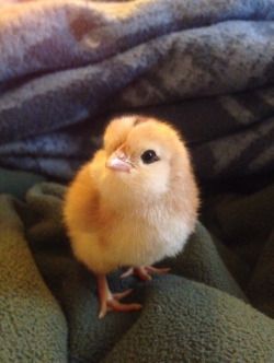 a small chicken sitting on top of a pile of blankets