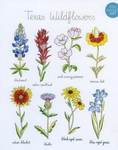 the texas wildflowers are shown in different colors