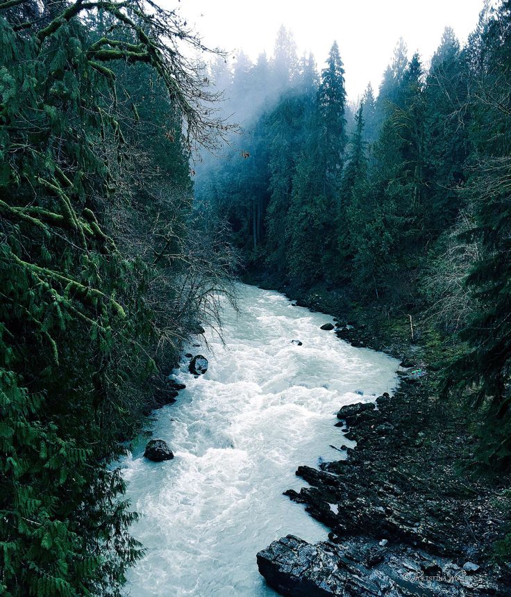 a river running through a forest filled with trees