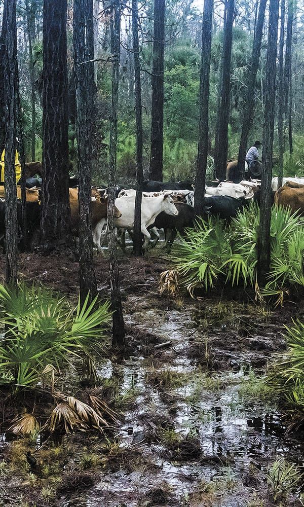 several cows are walking in the woods near some plants and trees with water running through them