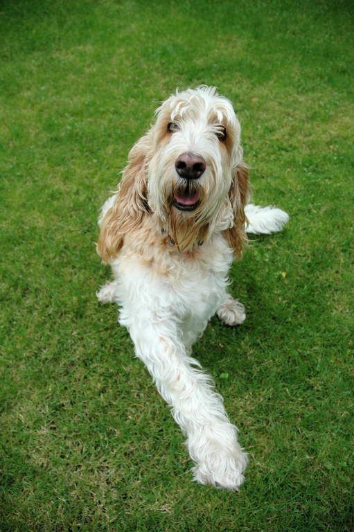 a white and brown dog laying in the grass