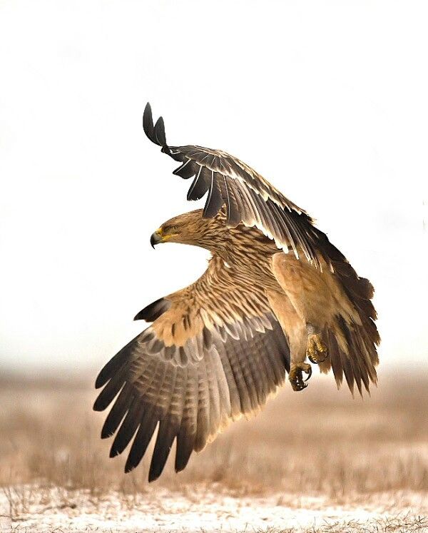 a large bird flying through the air with it's wings spread