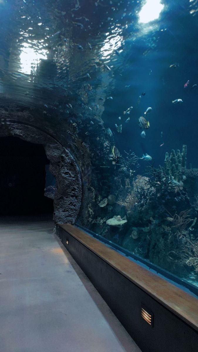 an aquarium filled with lots of different types of fish in it's enclosures