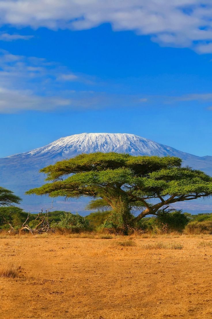 a snow capped mountain is in the distance behind an acacia tree and dry grass field